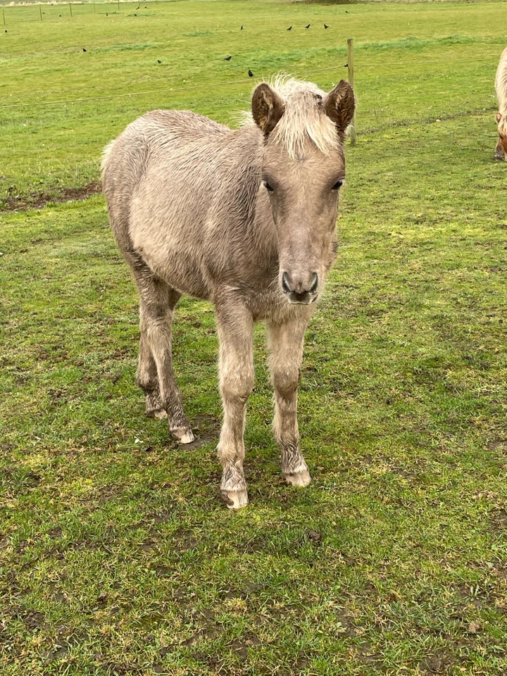 Islænder, hoppe, 0 år