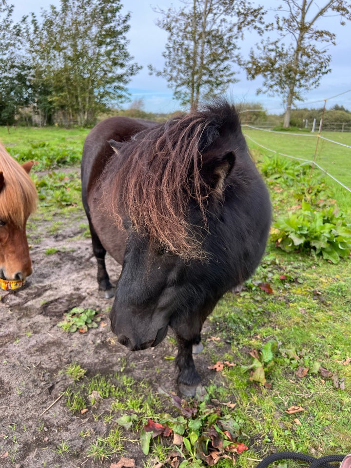 Shetlandspony, hoppe, 8 år