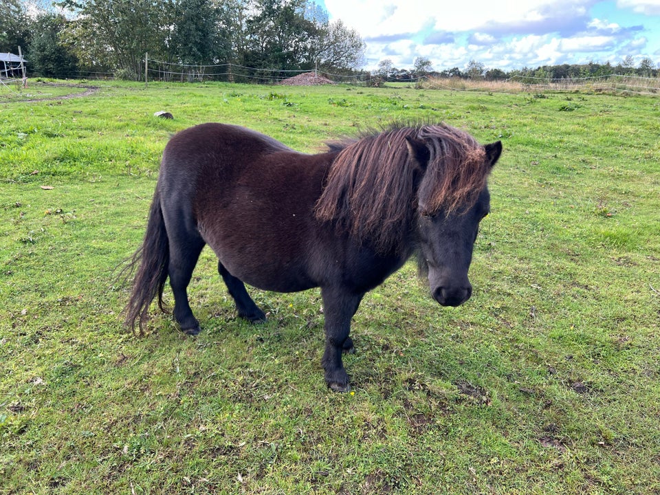 Shetlandspony, hoppe, 8 år