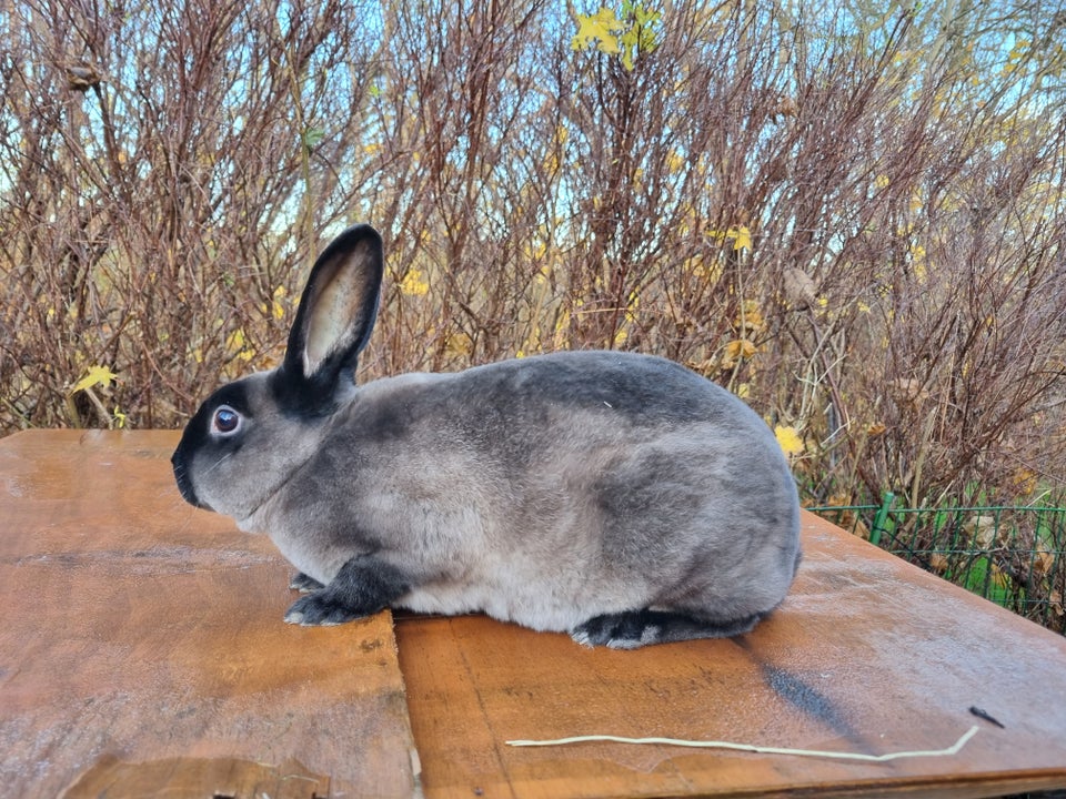 Kanin, Stor Rex, 0 år