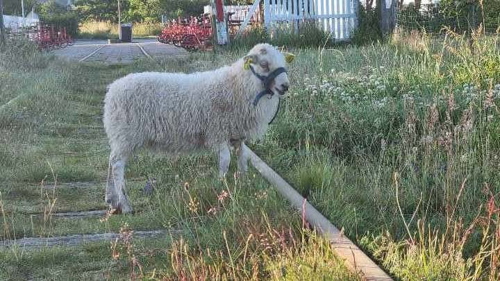 Får Islandske får 5 stk