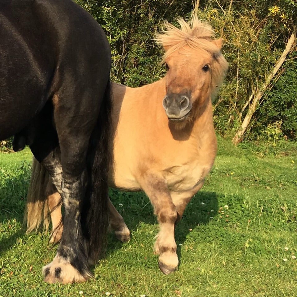 Shetlandspony vallak 11 år