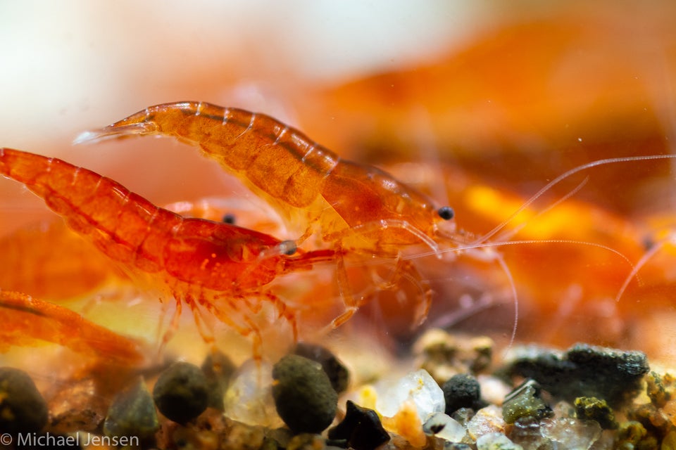 Amber Red Cherry Shrimp