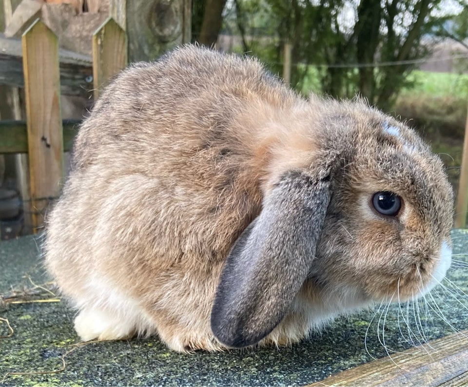 Kanin, Minilop, 0 år