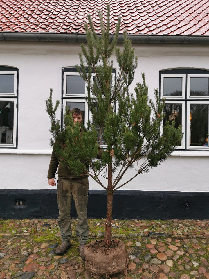 Skovfyr, Pinus sylvestris