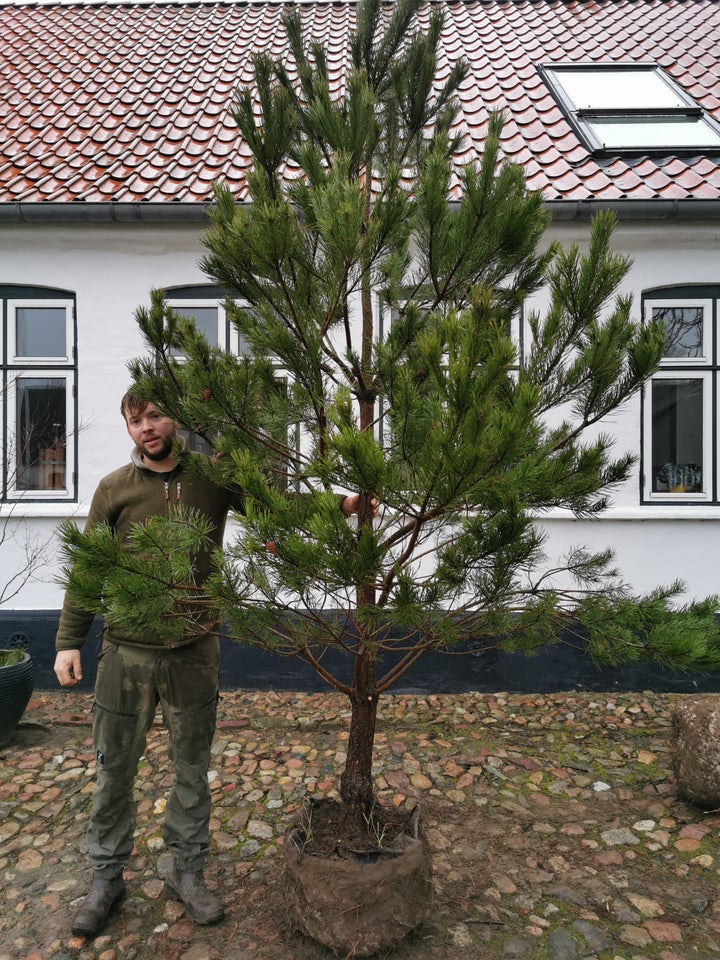 Skovfyr, Pinus sylvestris