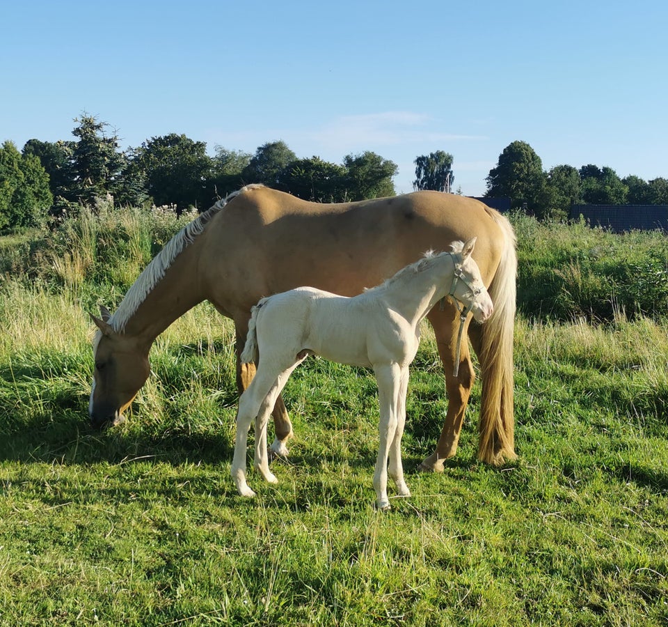 Palomino hingst 0 år