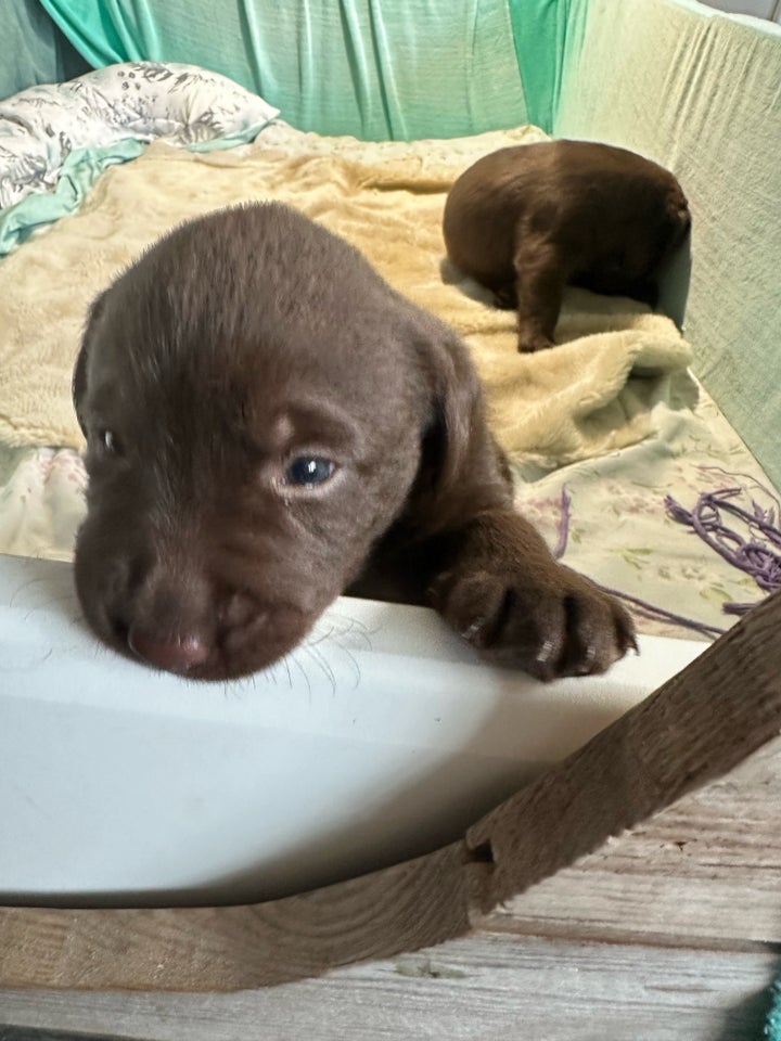 Brune labrador hvalpe sælges