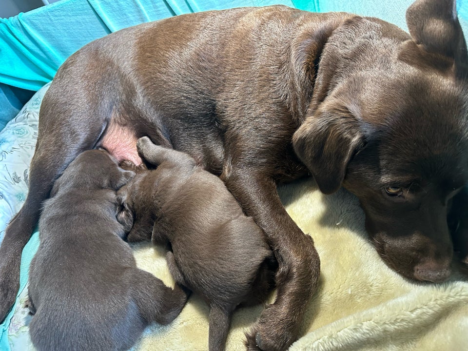 Brune labrador hvalpe sælges