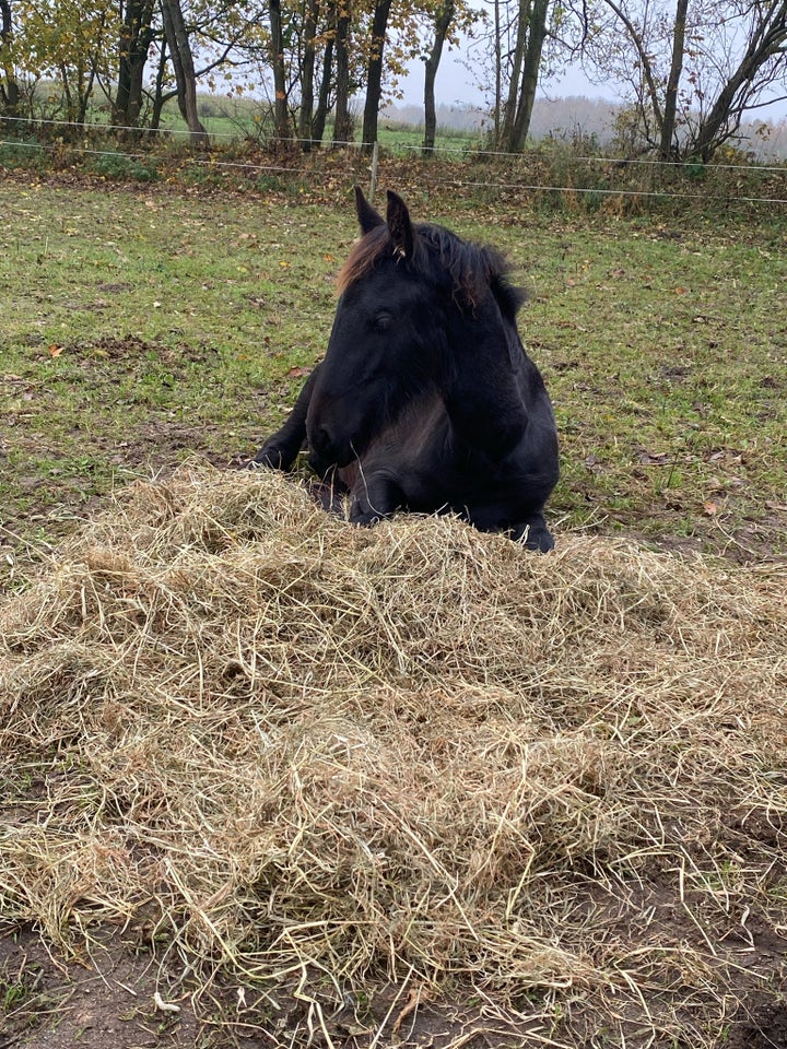 Frieser, hoppe, 0 år