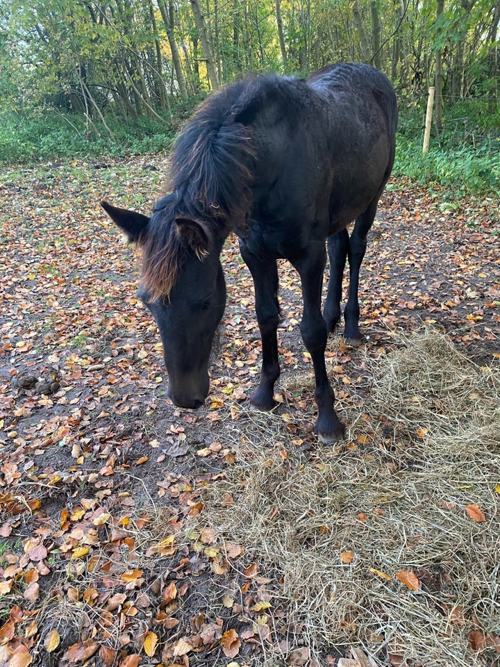 Frieser, hoppe, 0 år