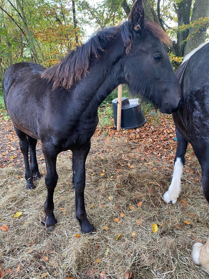 Frieser, hoppe, 0 år