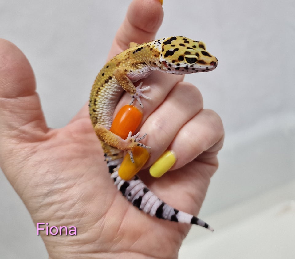 Gekko Leopardgekko unge