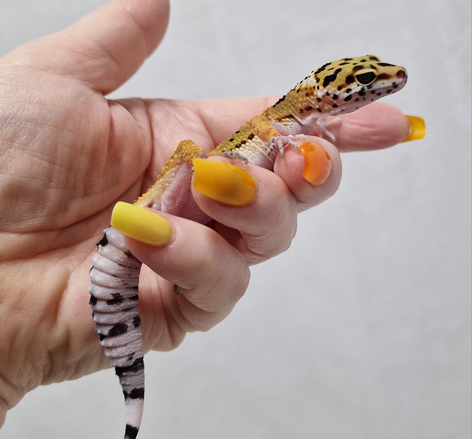 Gekko Leopardgekko unge