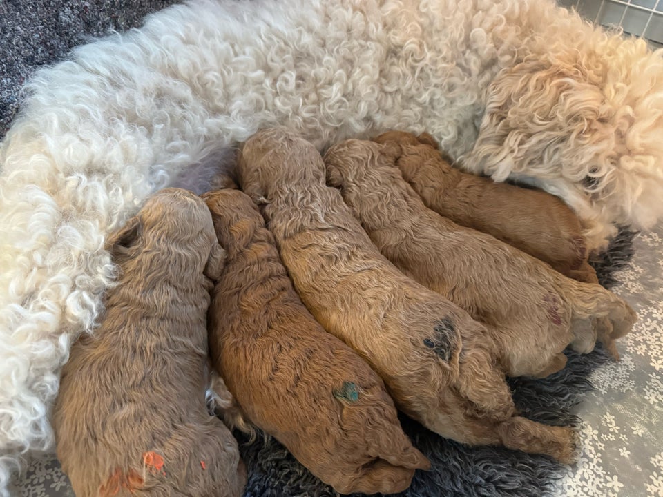 Goldendoodle hvalpe 2 uger