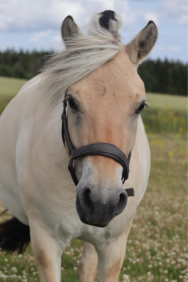 Lækker 3 års hoppe