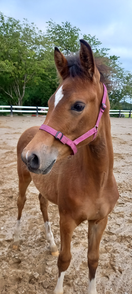 Dansk Sports Pony (DSP) hoppe 0 år