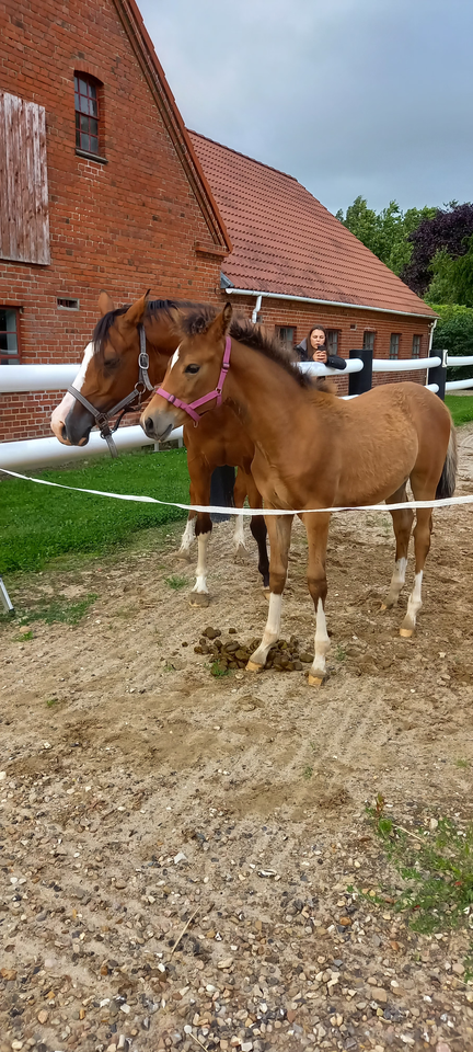 Dansk Sports Pony (DSP) hoppe 0 år