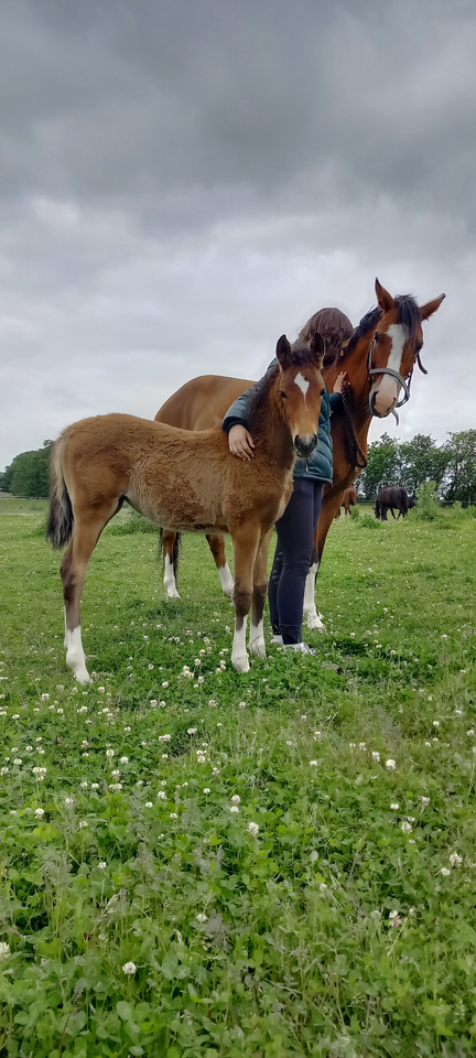 Dansk Sports Pony (DSP) hoppe 0 år