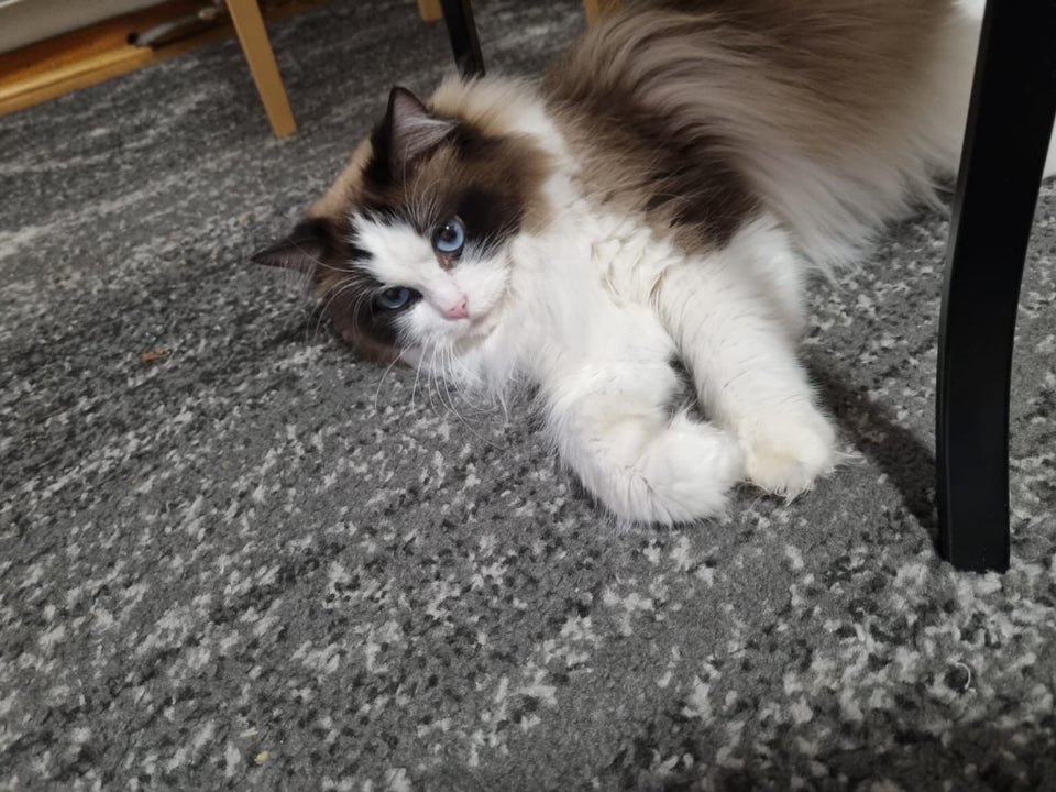 Hunkat, Ragdoll , 3 år