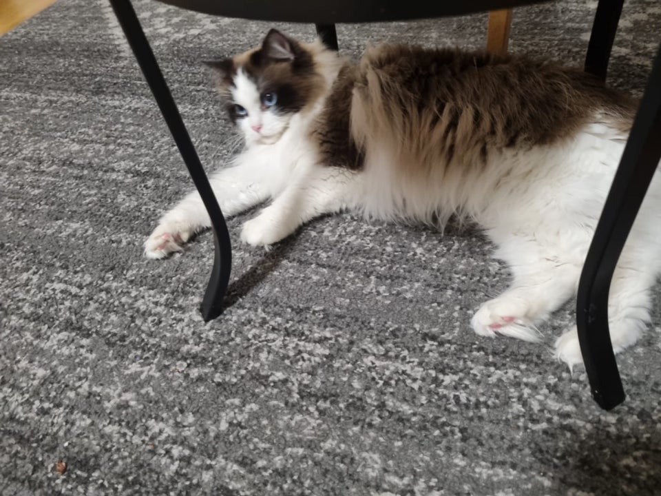 Hunkat, Ragdoll , 3 år