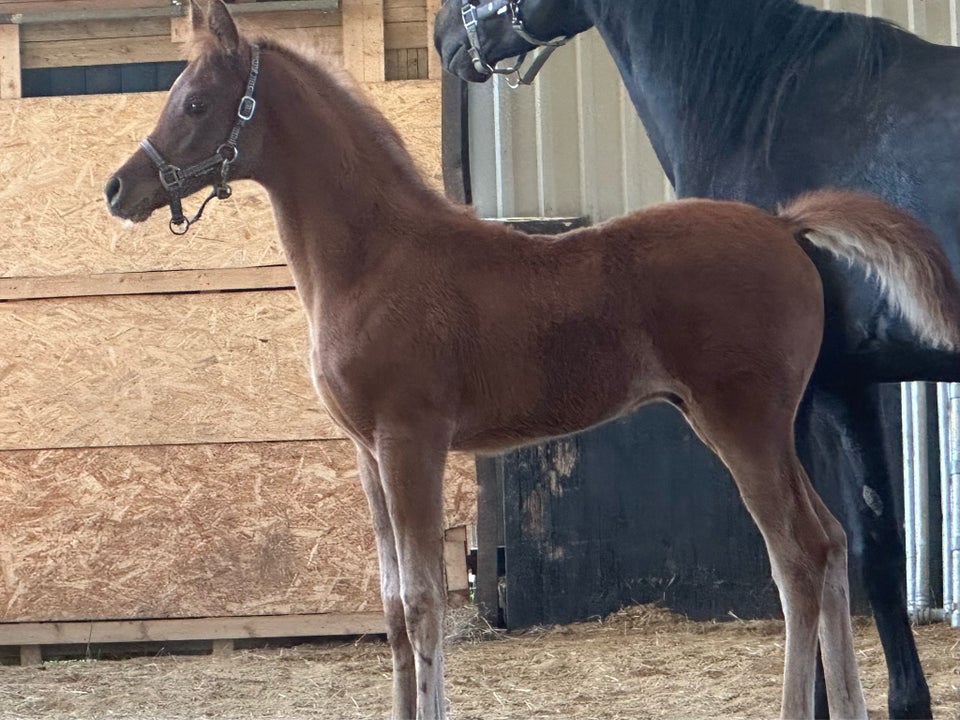 Arabisk fuldblod ox hingst 0 år