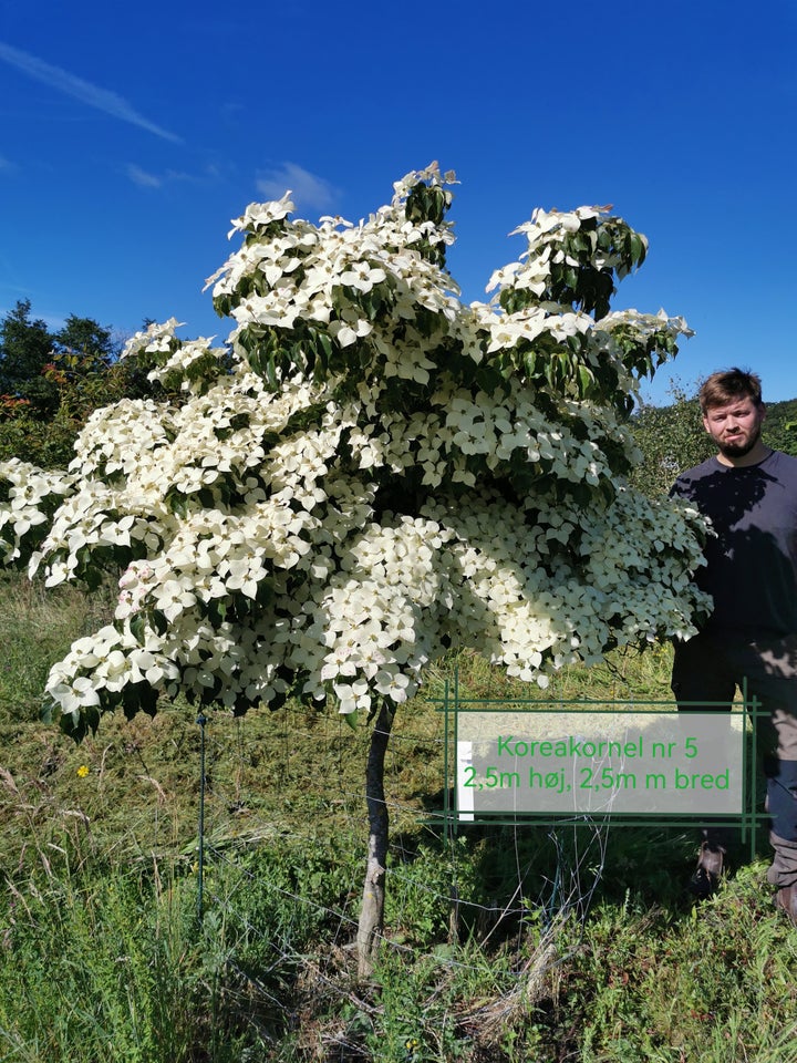 Koreakornel, Cornus kousa var.