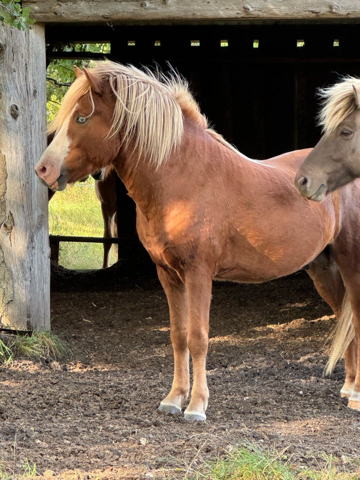 Islænder, hingst, 3 år