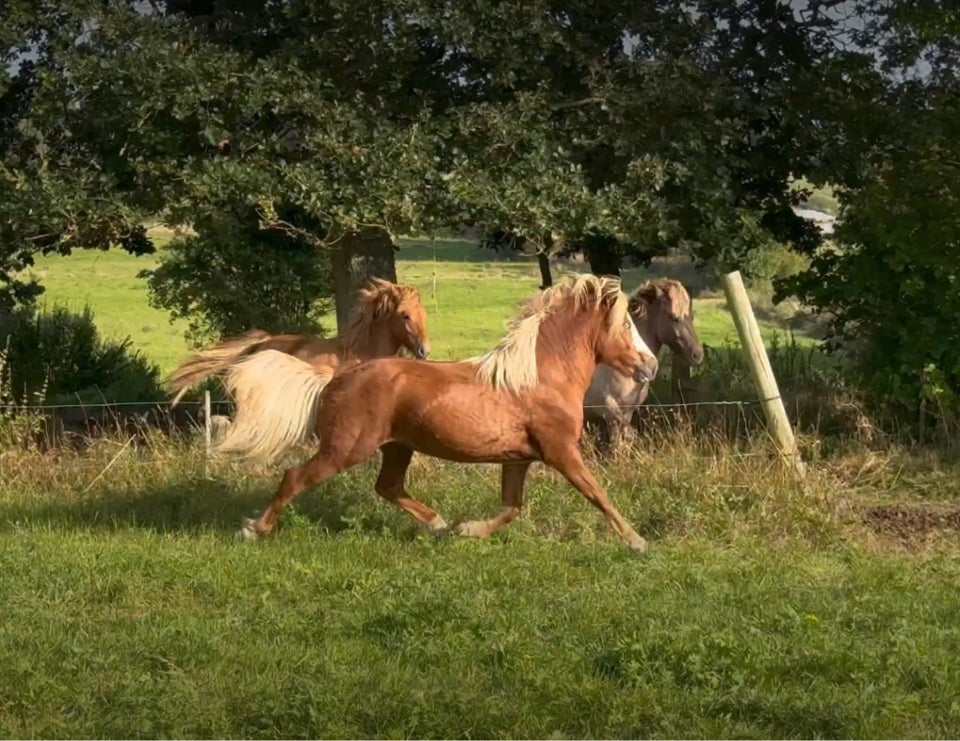 Islænder, hingst, 3 år