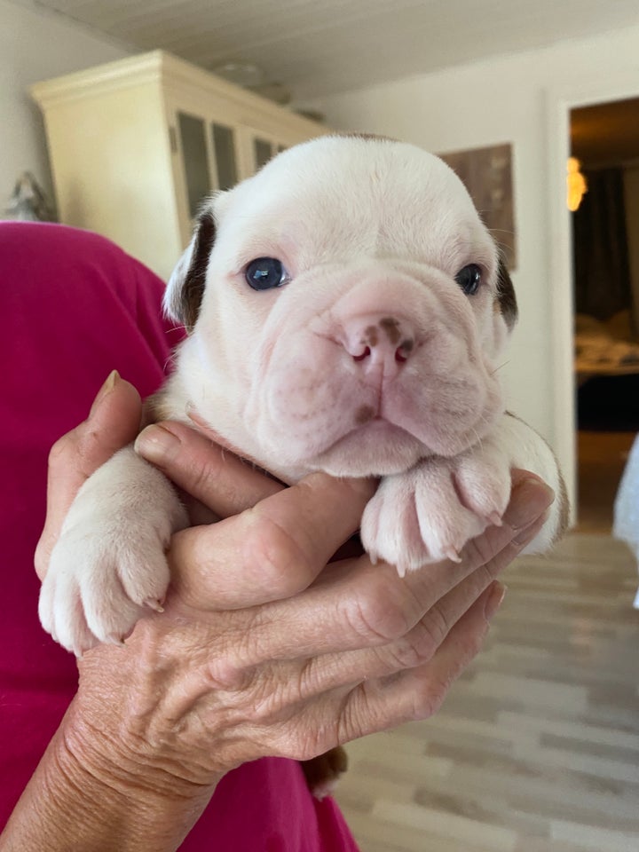 Old english bulldog hvalpe