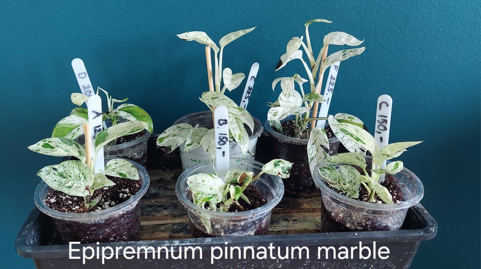 Epipremnum Pinnatum Marble