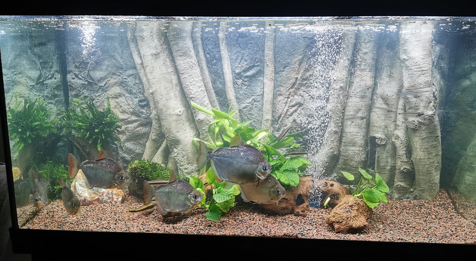 Akvarium, 350 liter