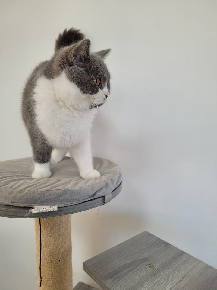 British Shorthair hunkat 12 mdr