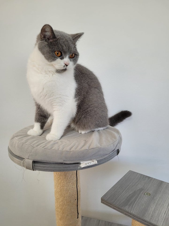 British Shorthair hunkat 12 mdr