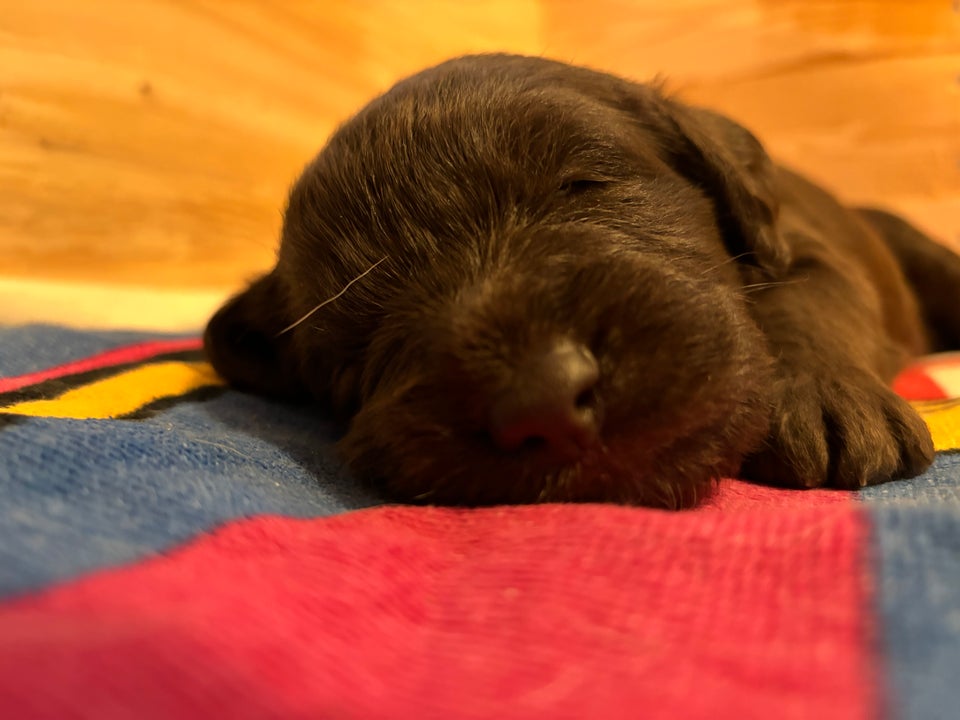 Labradoodle F1, hvalpe, 3 uger