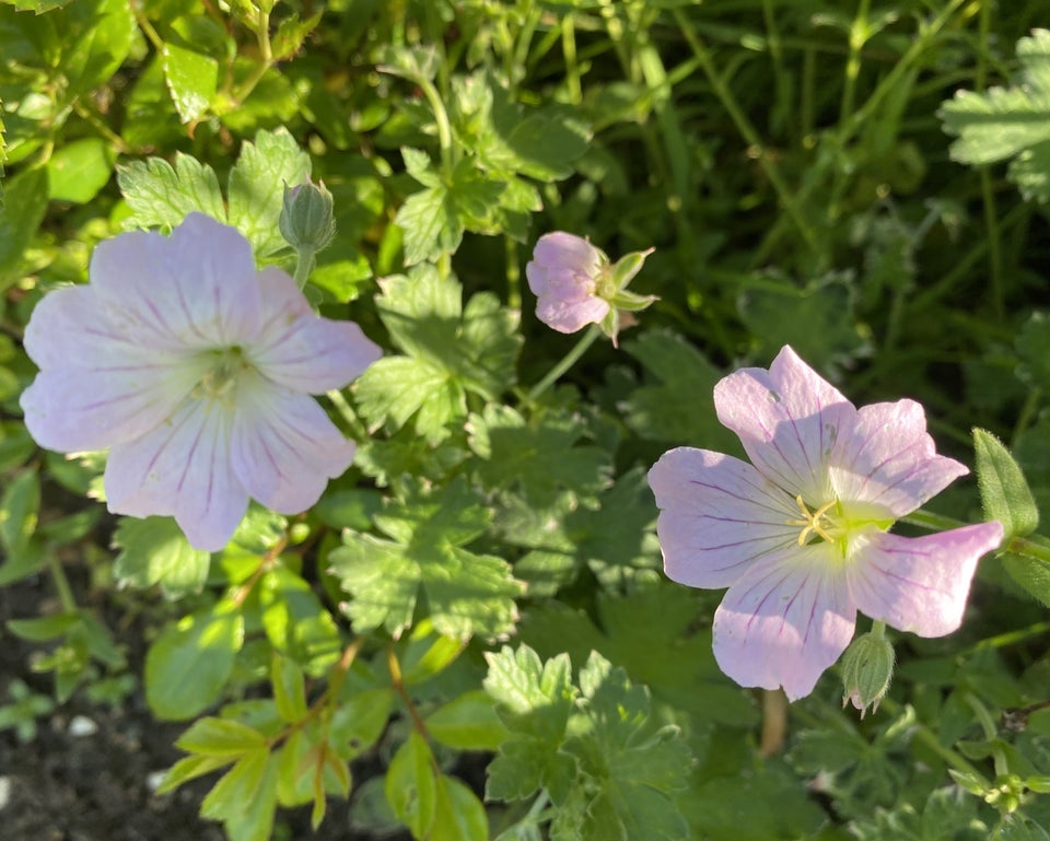 Geranium ’Dreamland’ Lav ekstra