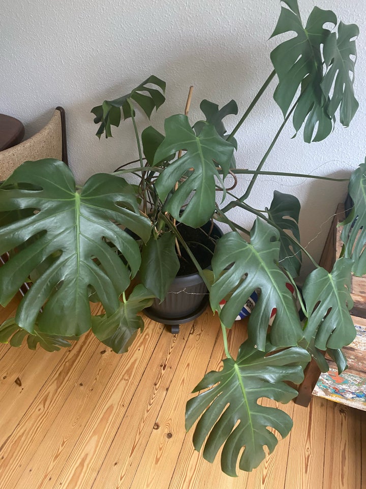 Stueplante Monstera