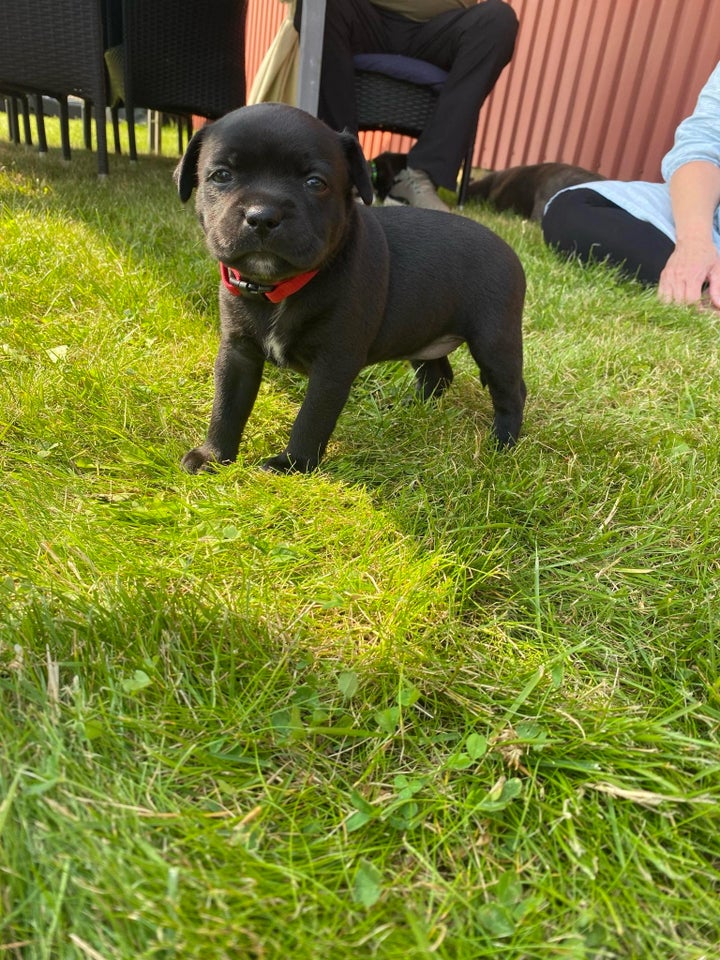 engelsk staffordshire bull