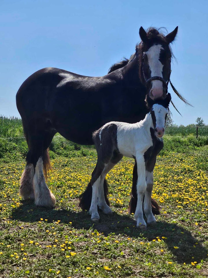 Irish Cob hoppe 1 år