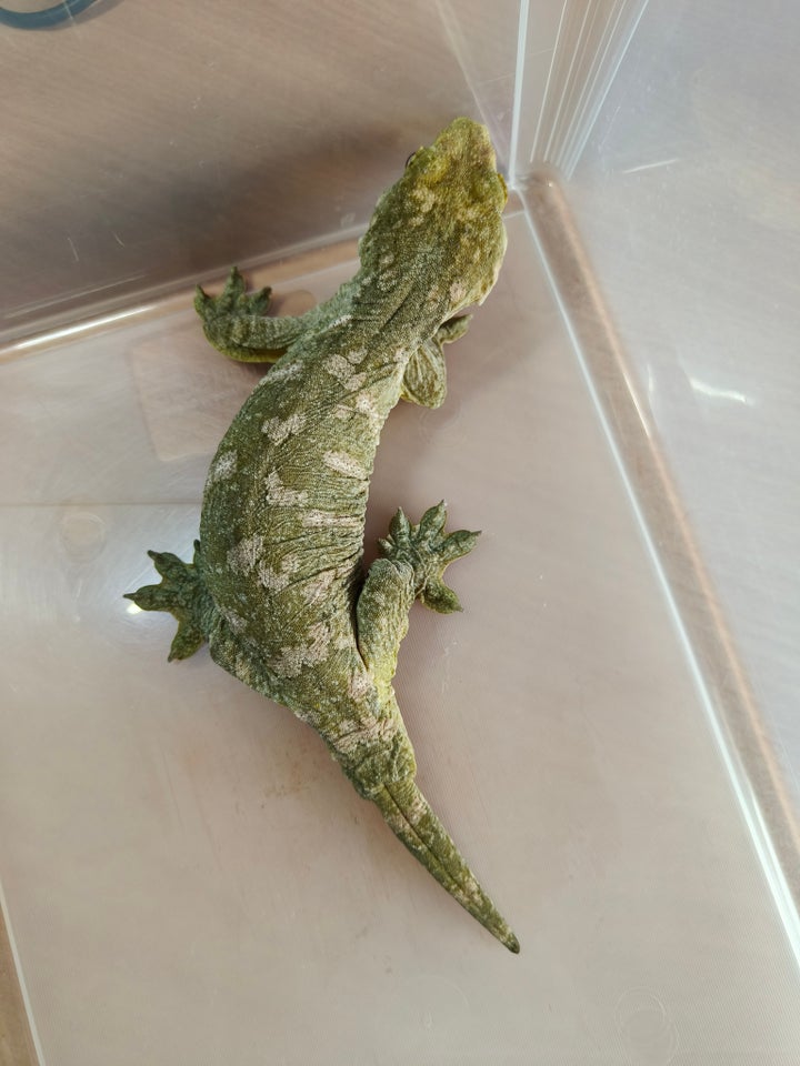 Lechianus gekko