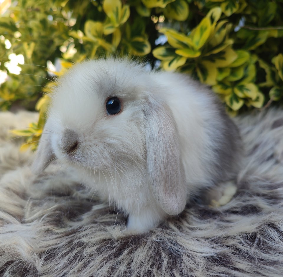 Kanin Minilop mini lop 0 år