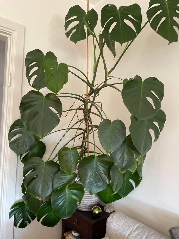 Plante, Fingerphilodendron,