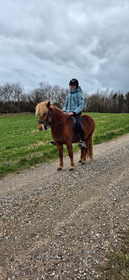 Islænder, hoppe, 6 år