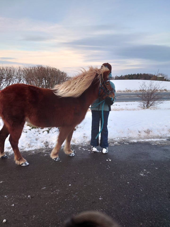 Islænder, hoppe, 6 år