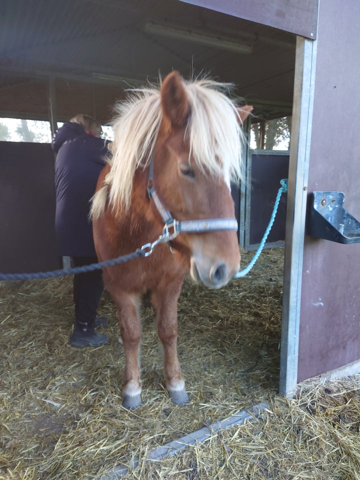 Islænder, hoppe, 6 år