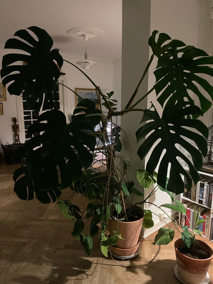 Plante, Monstera