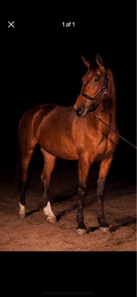 Trakehner, hoppe, 14 år