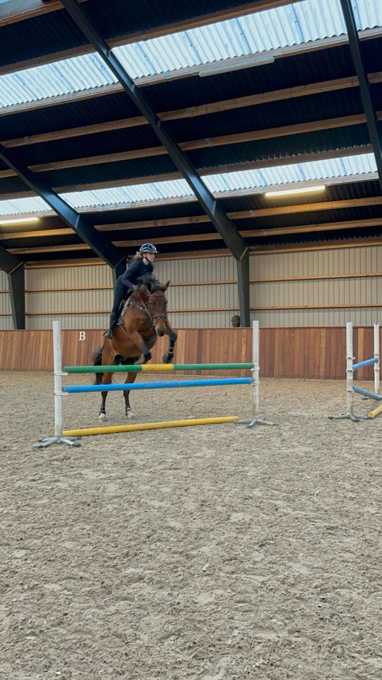 Trakehner, hoppe, 14 år