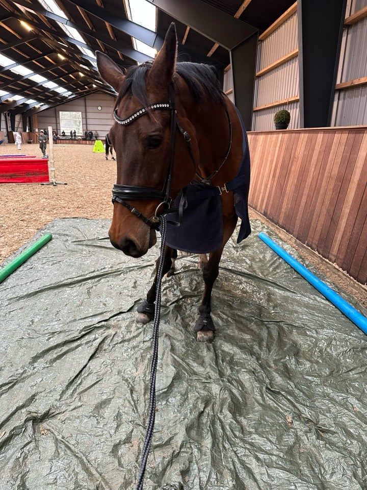 Trakehner, hoppe, 14 år