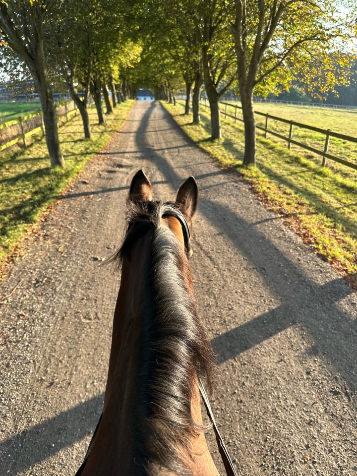 Trakehner, hoppe, 14 år